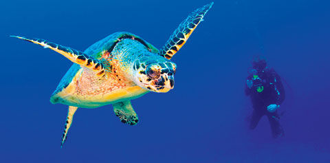 FEATUnderwaterfilmSTORY