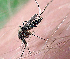 TOPdenguemosquitoLEAD