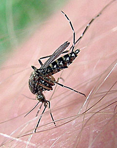 TOPdenguemosquitoSTORY