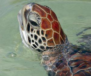TOPturtleLEAD