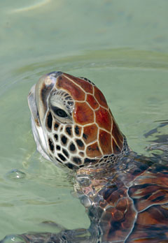 TOPturtleSTORY
