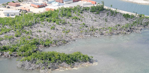 LOCALMangrovedamageSTORY