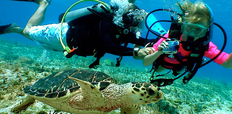 FEATturtlediversSTORY