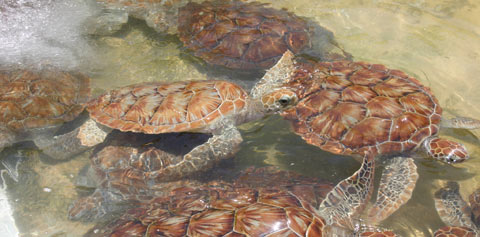 Turtles
