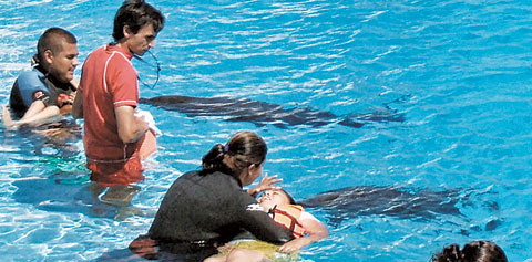 FEATdolphintherapySTORY