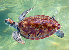 LOCALTurttemeatsaleSTORY