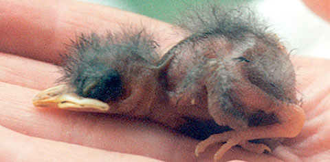 FEATBabybirdsSTORY