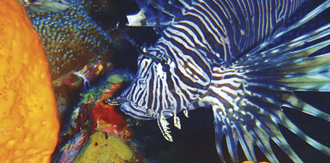 LOCALlionfishSTORY