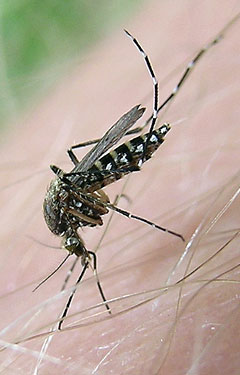 LOCALantimosquitoSTORY