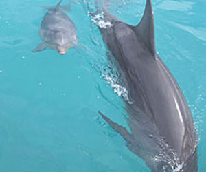 baby-dolphin-300.jpg