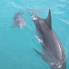 baby-dolphin.jpg