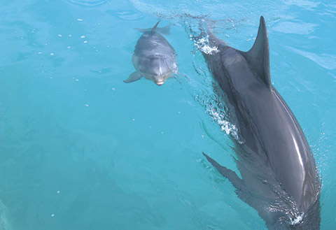LOCALdolphinSTORY