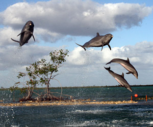 TOPDolphininfoLEAD