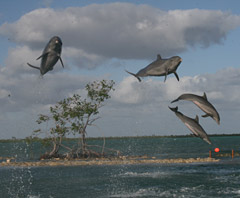 TOPDolphininfoSTORY