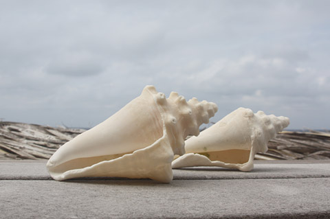 LOCALConchwhelkSTORY