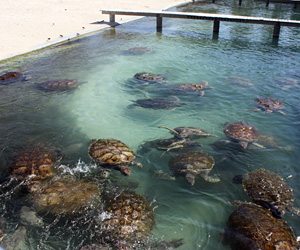 TOPturtleLEAD