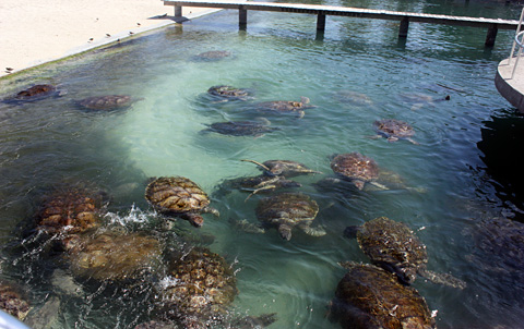 TOPturtleSTORY
