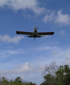 Mosquito