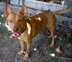 LOCALdogSTORY