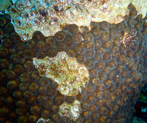 TOPcoralLEAD