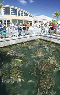 LOCALturtleSTORY