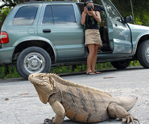 TOPRockIguanasLEAD