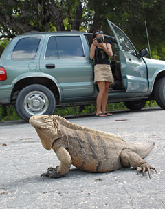 TOPRockIguanasSTORY