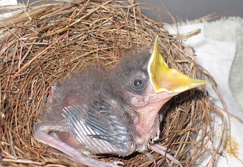 LOCALBabybirdsSTORY