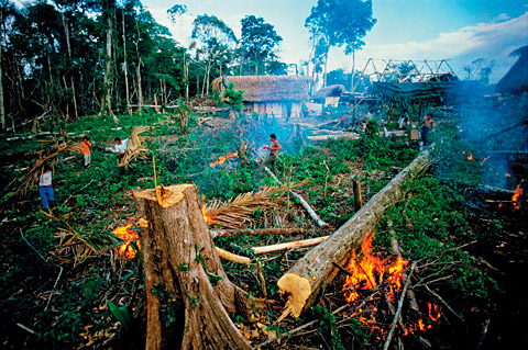 WORLDforestSTORY