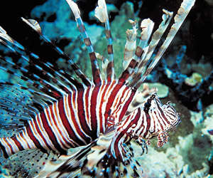 TOPProdiversspearsLEAD