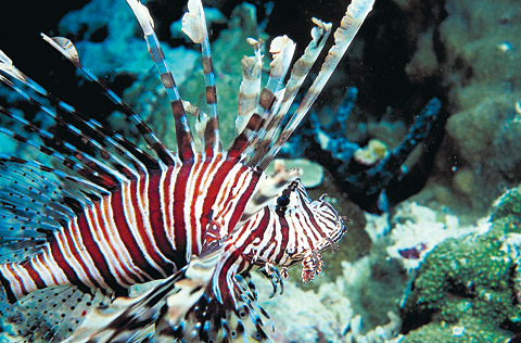TOPProdiversspearsSTORY