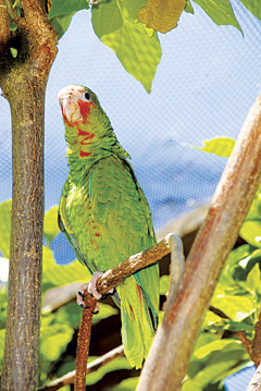 LOCALparrotSTORY