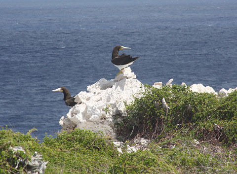TOPSisterIslandsmoveSTORY
