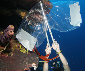 TOPlionfishLEAD