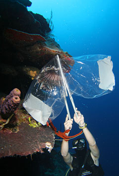 TOPlionfishroundupSTORY