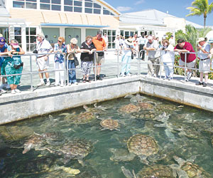 TOPturtleFarmsalariesLEAD