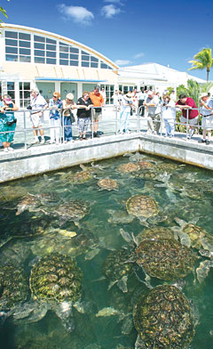 TOPturtleFarmsalariesSTORY