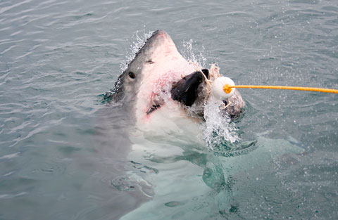 SPORTSsharkSTORY
