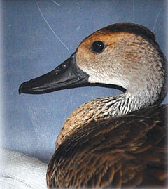 LOCALWhistlingDuckSTORY