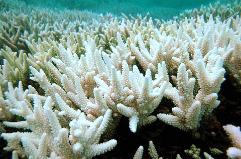 FEATCoralreefbleachingSTORY