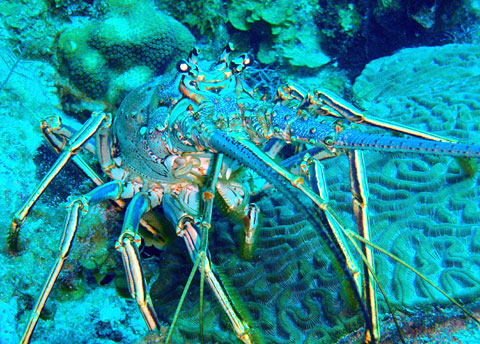 TOPSpinylobsterSTORY