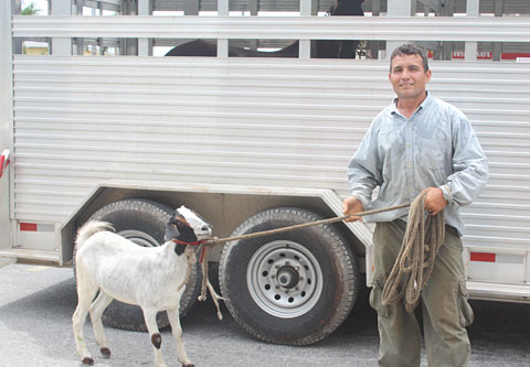 LOCALGoatSTORY