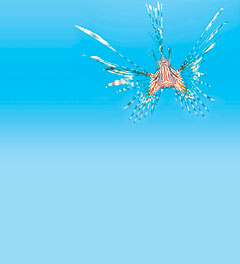 CAYLIFELionfishhuntSTORY