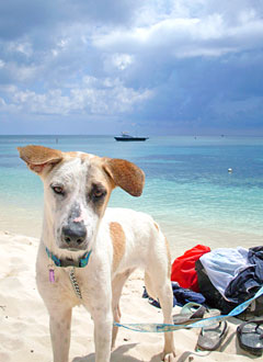 FEATAdoptapetSTORY