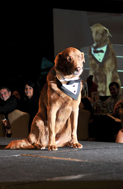 FEATDogstakecatwalkSTORY