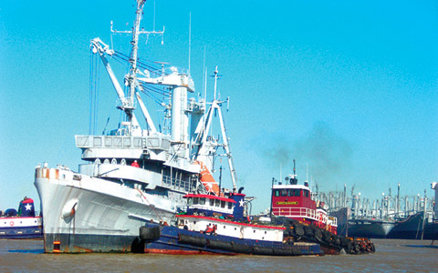 Kittiwake Story