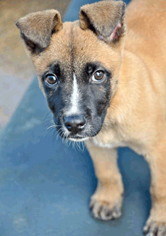 HumaneSociety_Story