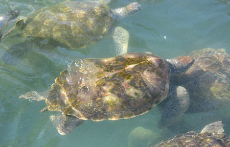 LOCALTurtleMeatSTORY