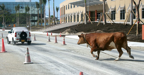 Cow