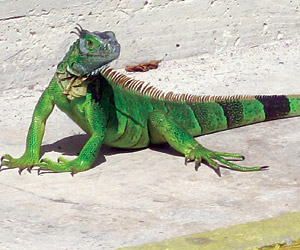 iguana caps